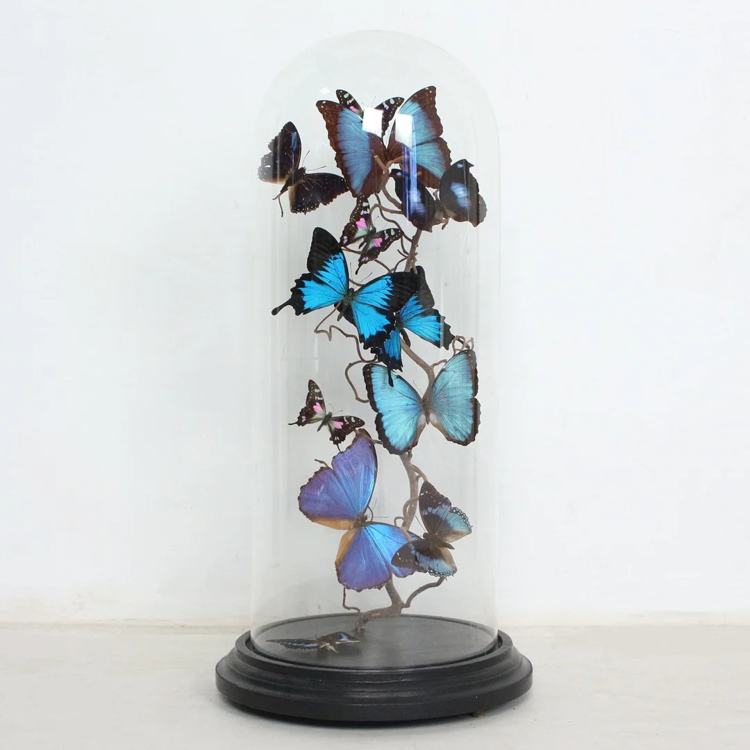 Schmetterlinge unter Glaskuppel, u.a. Papilio Ulysses und Morpho Menelaus. — Sculptures & Bronzes — Stockholms Auktionsverk Düsseldorf/Neuss