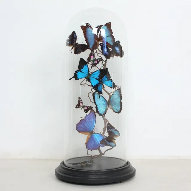 Schmetterlinge unter Glaskuppel, u.a. Papilio Ulysses und Morpho Menelaus.