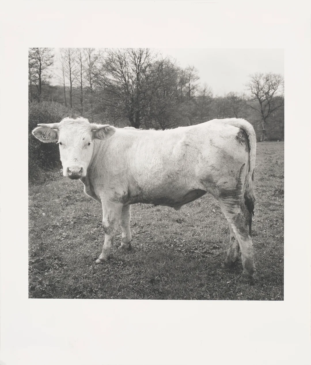 Alveng, Dag — "Okse" 1980/ 2002 — Kunst/Fotografi — Blomqvist