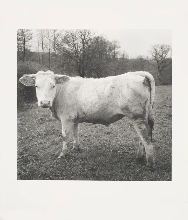 Alveng, Dag — "Okse" 1980/ 2002