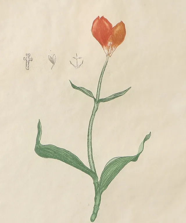 STEFAN SJÖBERG. Röd blomma, etsning, signerad.