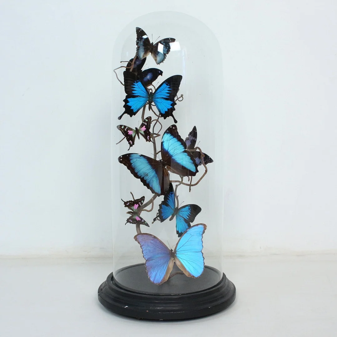 Schmetterlinge unter Glaskuppel, u.a. Papilio Ulysses und Morpho Menelaus. — Other — Stockholms Auktionsverk Düsseldorf/Neuss