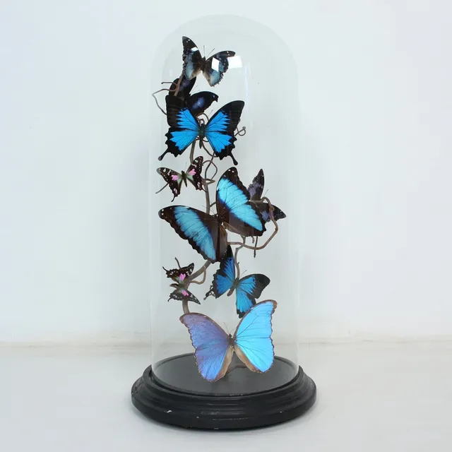 Schmetterlinge unter Glaskuppel, u.a. Papilio Ulysses und Morpho Menelaus.