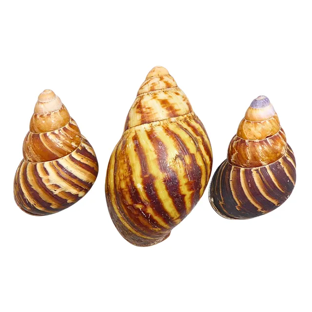 GEHÄUSE VON AFRIKANISCHEN RIESENSCHNECKEN (ACHATINIDAE), 3 TEILE.