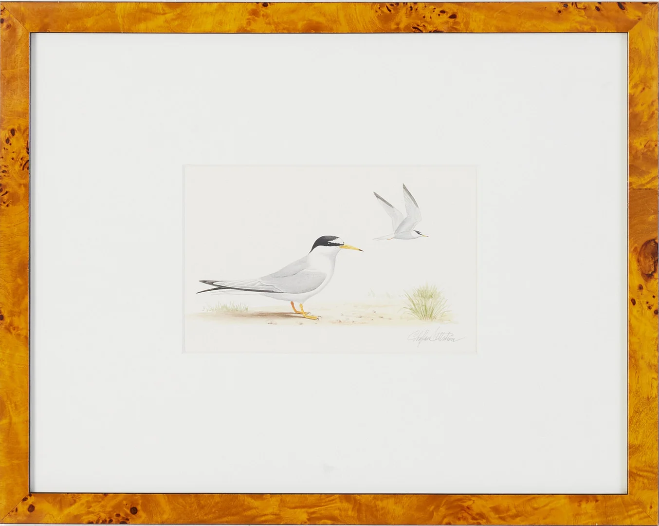 STAFFAN ULLSTRÖM (FÖDD 1949). " Småtärna", akvarell på papper, signerad Staffan Ullström. — Paintings — Stockholms Auktionsverk Magasin 5