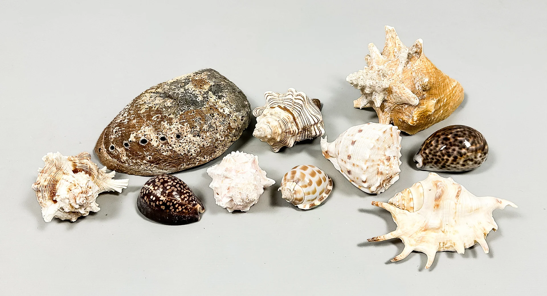 SNÄCKOR, Parti, 10 st. — Other collectables — Auktionshuset STO Bohuslän