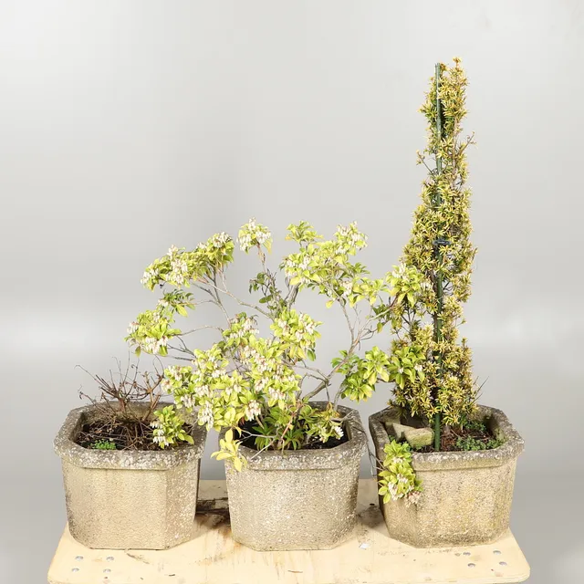 A TRIO OF RECONSTITUTED STONE PLANTERS.