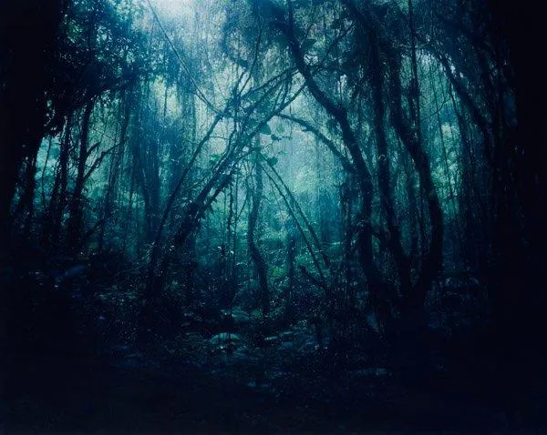 Denise Grünstein, "Cloud Forest, 1", 2006.