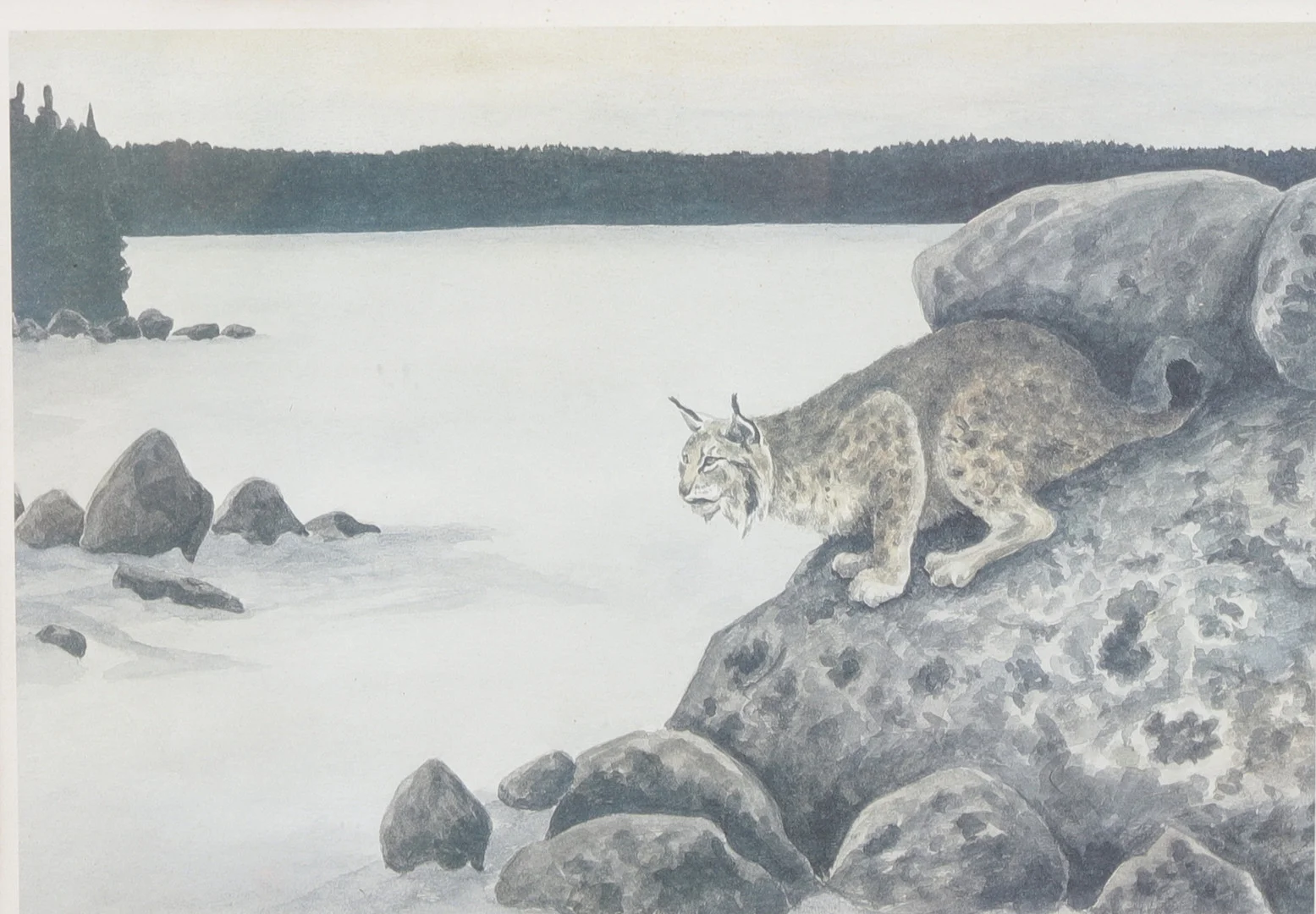 STAFFAN BRATTSTRÖM. Lodjur. Litografi, signerad, numrerad 135/145, daterad -77. — Engravings & Prints — Växjö Auktionskammare