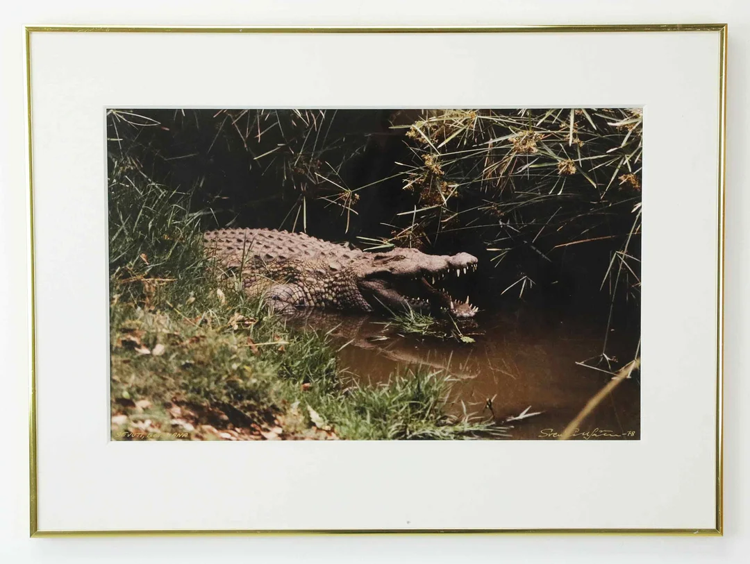 SVEN GILLSÄTER (1921–2001). Fotografi, "Krokodil, Savuti, Botswana", signerad, daterad -78. — Photography — Hälsinglands Auktionsverk