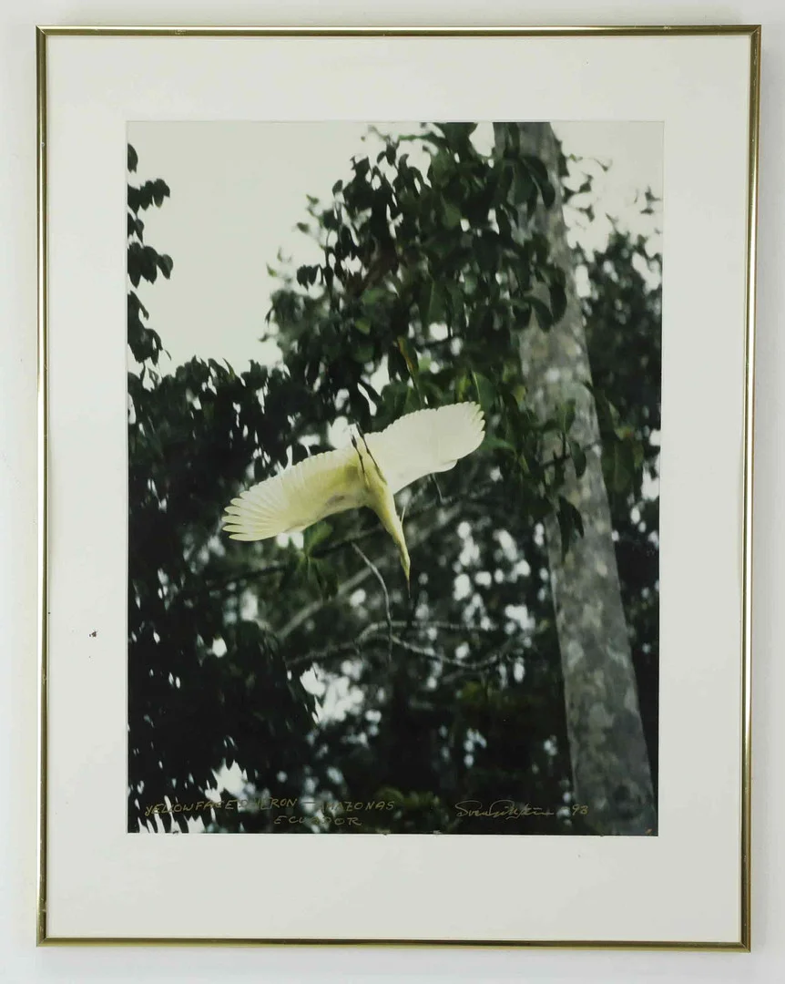 SVEN GILLSÄTER (1921–2001). Fotografi, "Flying blue faced Heron in the tropical forest -Amazonas, Equador, signerad och daterad -93. — Photography — Hälsinglands Auktionsverk