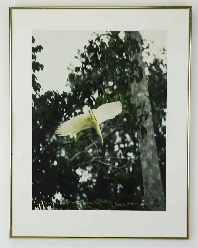 SVEN GILLSÄTER (1921–2001). Fotografi, "Flying blue faced Heron in the tropical forest -Amazonas, Equador, signerad och daterad -93.