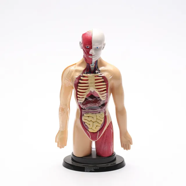 ANATOMISK FIGUR, plast, Eastcolight, Hong Kong, Kina.