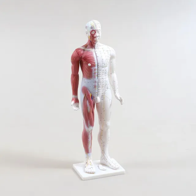 ANATOMISK MODELL, helfigur, plast, 1900-tal.