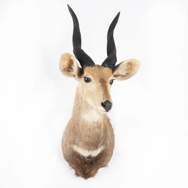 JAKTTROFÉ, buskbock ((Tracelaphus Scriptus).