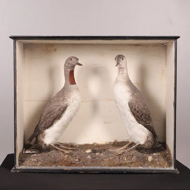 TAXIDERMY - RED THROATED DIVERS, 'C BURNISTON'.