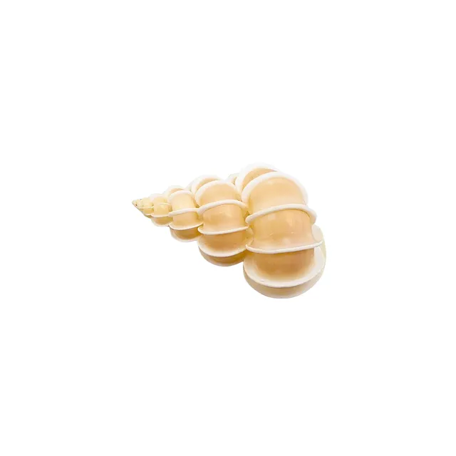 GEHÄUSE EINER WENDELTREPPENSCHNECKE (EPITONIUM SCALARE).