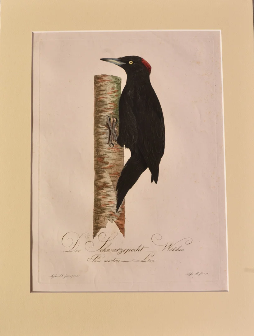 SPILLKRÅKA, hona handkolorerad, Moritz B, Teutsche Ornithologie oder Naturgescichte aller Vögel. — Engravings & Prints — Auktionsverket Engelholm