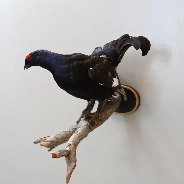 TAXIDERMI, tjäder, 1900-tal.