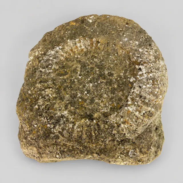 AMMONITE FOSSIL.