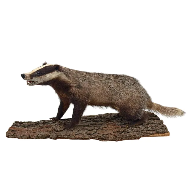 PRÄPARIERTER EUROPÄISCHER DACHS AUF HOLZSTAMM.