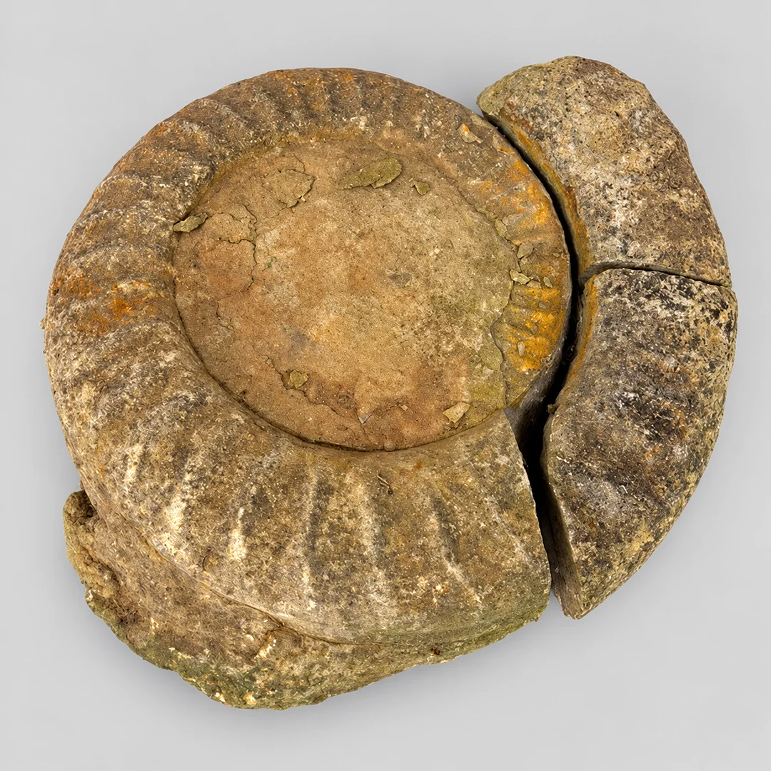 AMMONITE FOSSIL IN SECTIONS. — Other collectables — Lyme Bay Auctions