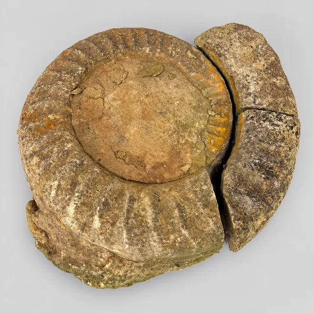 AMMONITE FOSSIL IN SECTIONS.