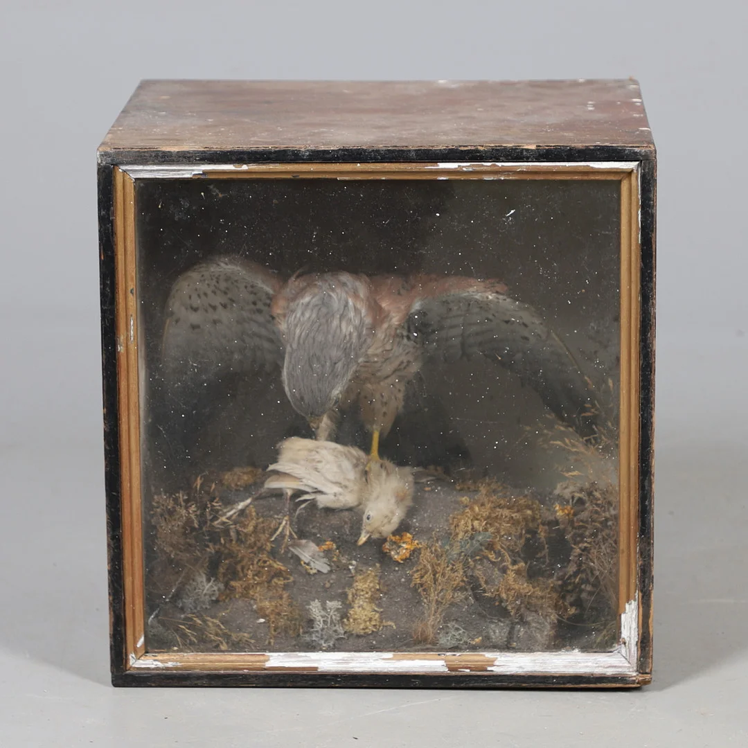 TAXIDERMY - CASED BIRD OF PREY, J PINNICK OF FAWLEY. — Miscellaneous — Lawrences Auctioneers