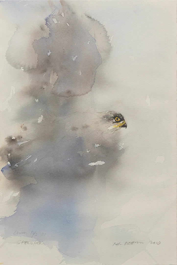 PETTER PETTERSSON (FÖDD 1942). "Sparvhök", akvarell, signerad och daterad 12/3 2010. — Paintings — Garpenhus Auktioner