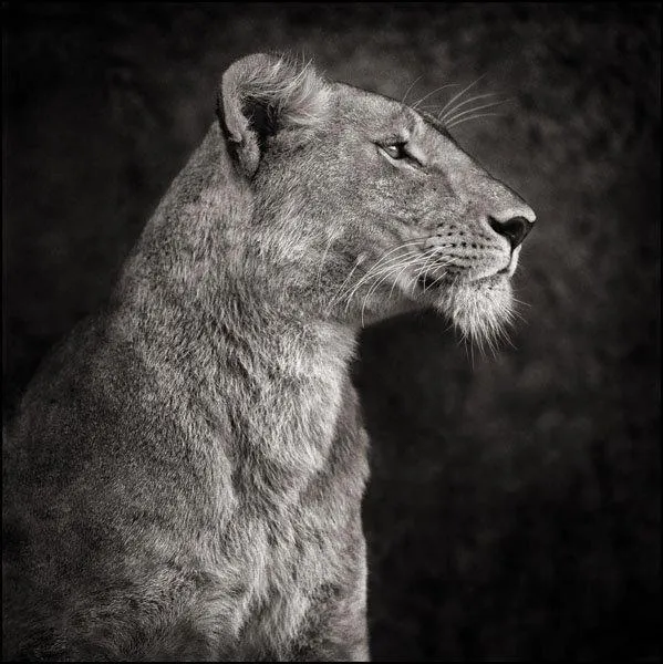 Nick Brandt, "Lioness Against Rock", 2007.