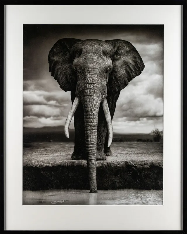 NICK BRANDT. Offsetfotografi, "Elephant Drinking", Amboseli 2007.