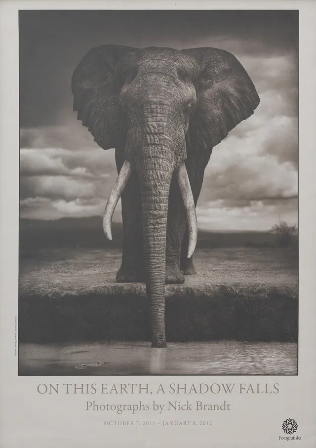 NICK BRANDT. Affisch "Elephant Drinking", offsettryck, Amboseli 2007, osignerad.