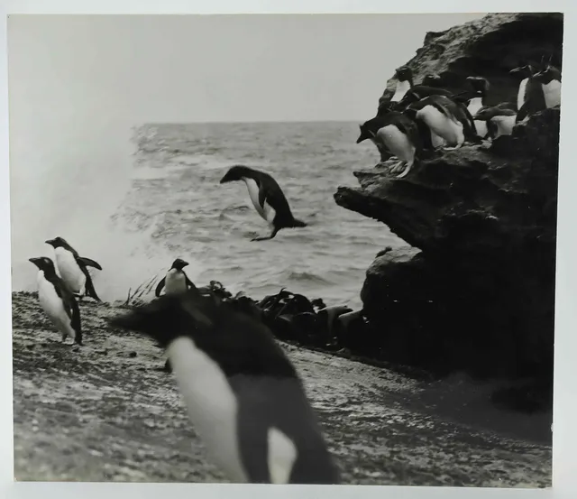 SVEN GILLSÄTER (1921-2001). Fotografi, adéliepingviner, Antarktis, 1960-tal.