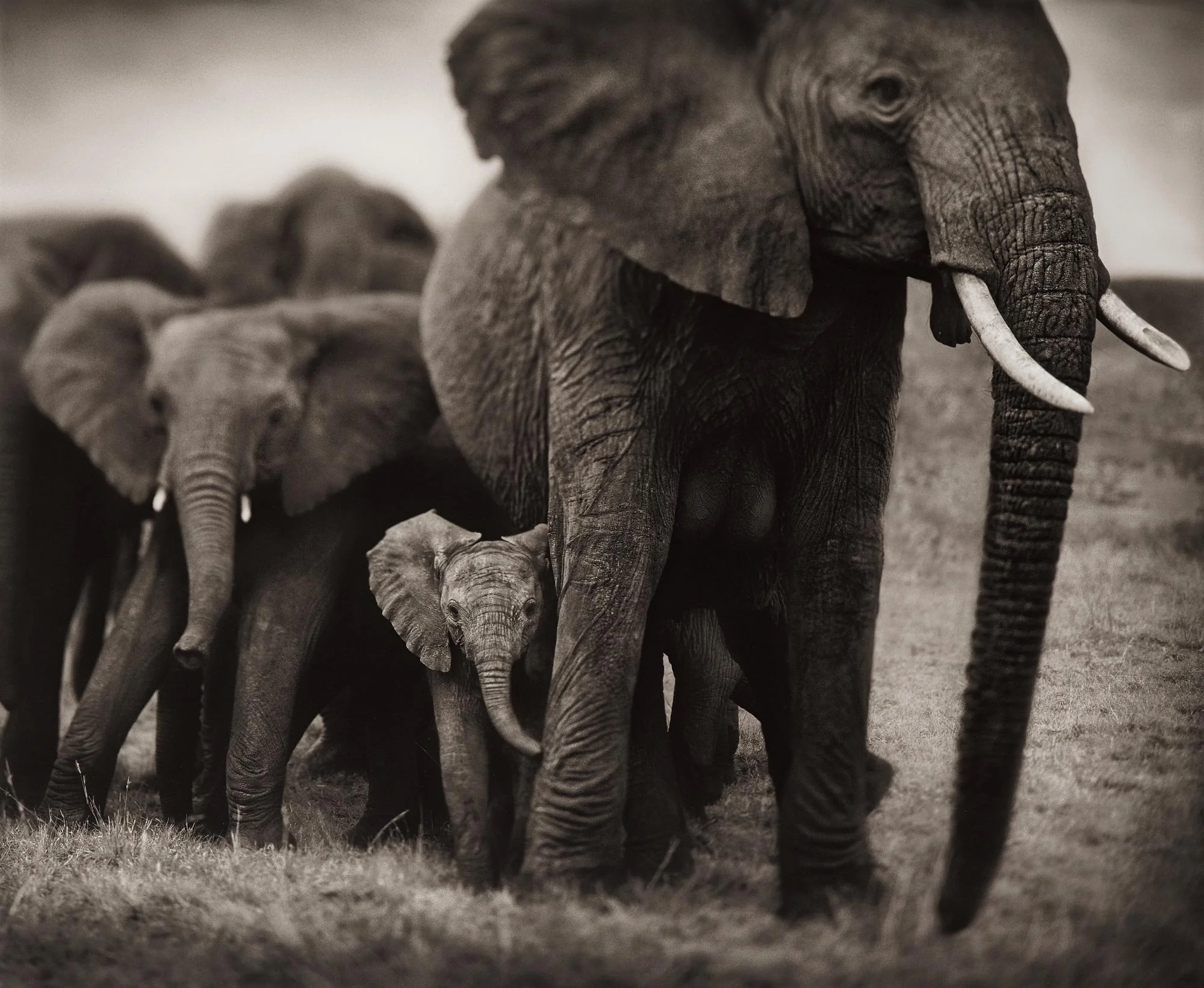Nick Brandt, "Elephant Mother and Two Babies, Serengeti, 2002". — Bukowskis