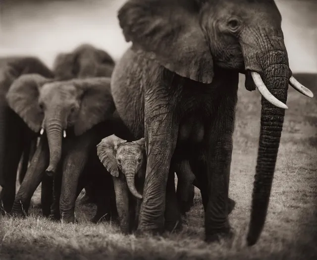 Nick Brandt, "Elephant Mother and Two Babies, Serengeti, 2002".