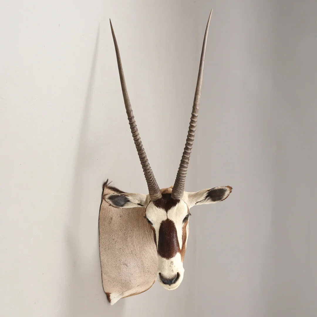 Skuldermonteret Oryx, udstoppet jagttrofæ. — Miscellaneous — Bidstrup Auktioner