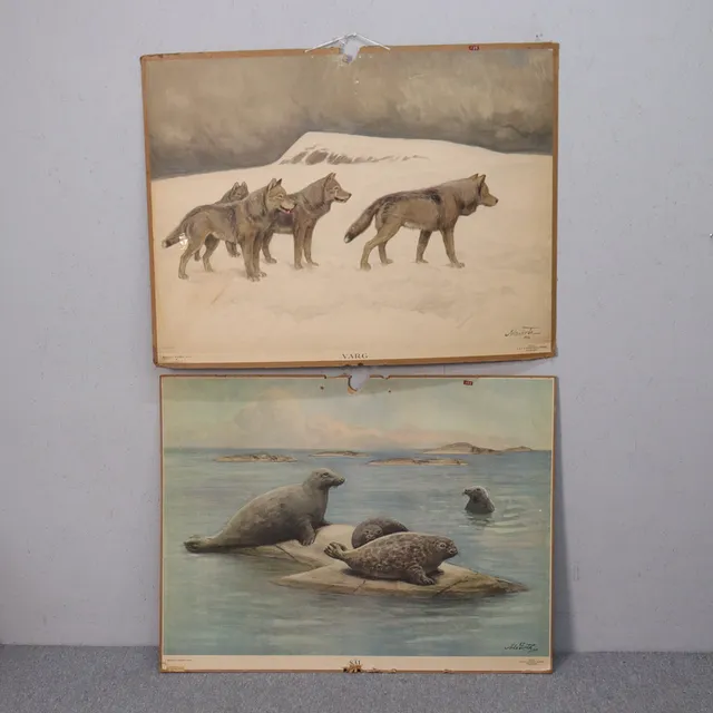 NILS TIRÉN. skolplansch, varg och säl, 1930-tal, 2 st.