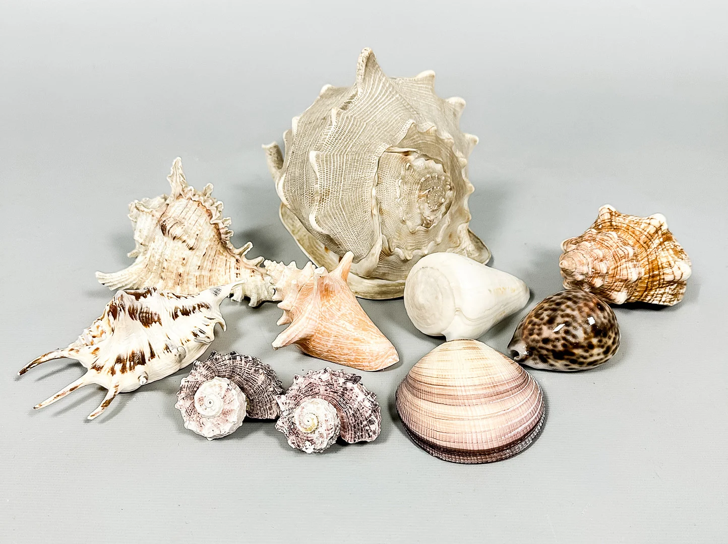 SNÄCKOR, Parti, 10 st. — Other collectables — Auktionshuset STO Bohuslän