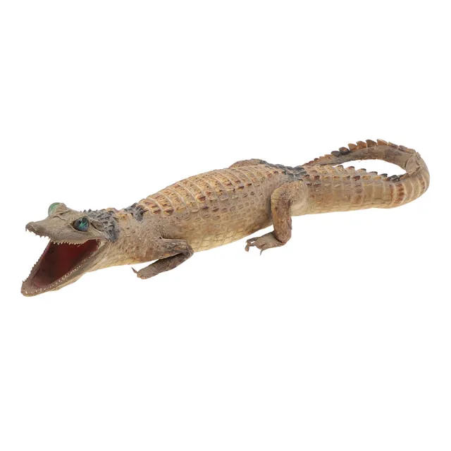 TAXIDERMY - A CAYMAN CROCODILE.