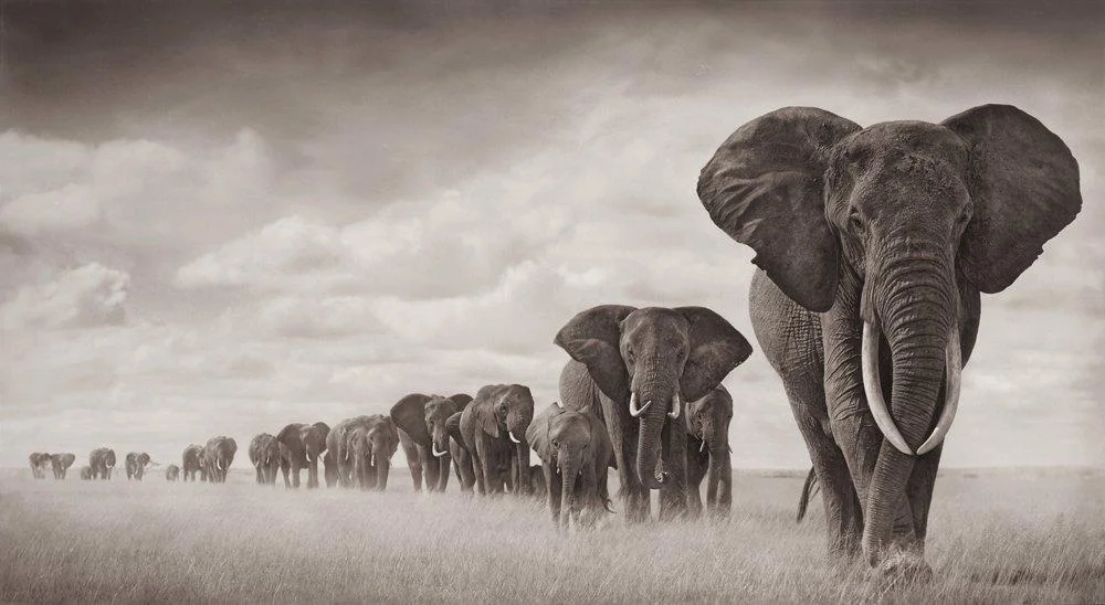 Nick Brandt, "Elephants walking through grass", Amboseli 2008. — Bukowskis