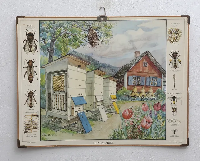 SKOLPLANSCH, Honungsbiet, 1900-talets första hälft.
