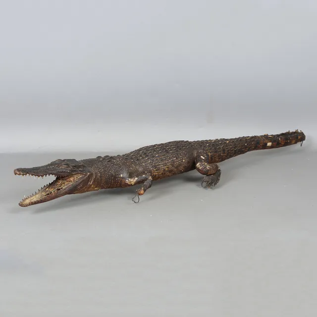 A LATE 19TH CENTURY TAXIDERMY CAIMAN.