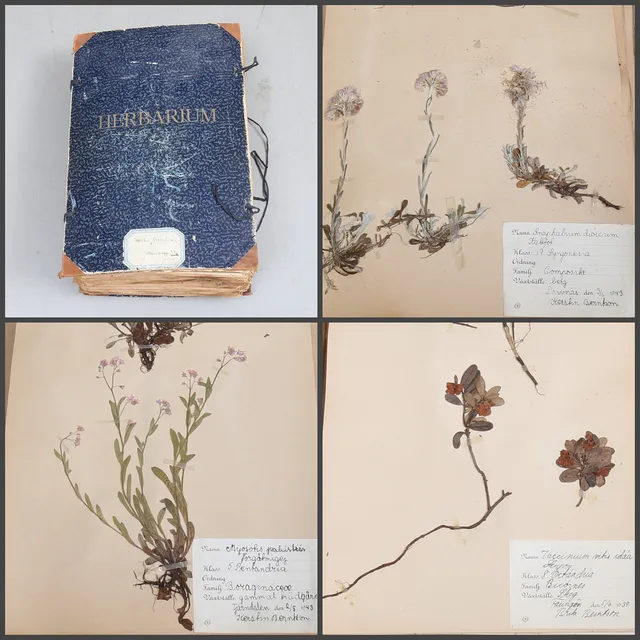 HERBARIUM, 1930-/1940-tal.