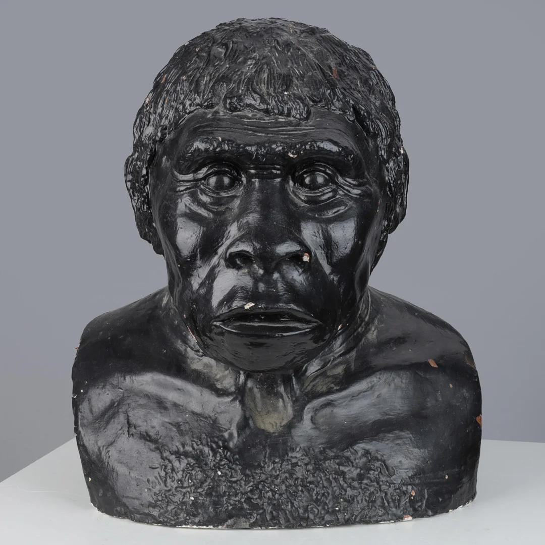 Stor buste af neandertaler, sortbemalet gips, 20/21. årh. — Sculptures & Bronzes — Palsgaard Kunstauktioner