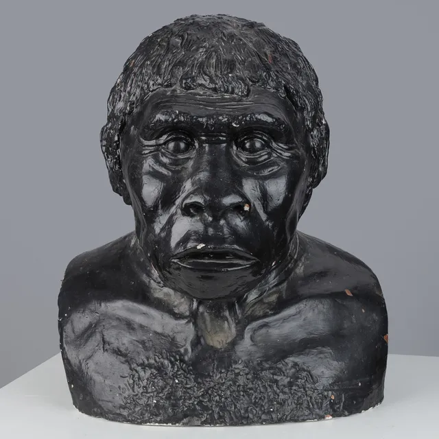 Stor buste af neandertaler, sortbemalet gips, 20/21. årh.