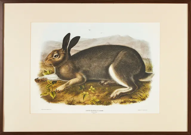 TRYCK med hare efter äldre förlaga, J T Bowen 1844, ny utgåva 2013.