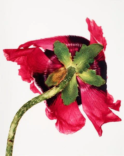 Irving Penn, "Single Oriental Poppy (Variety Unrecorded), New York, 1968". — Bukowskis