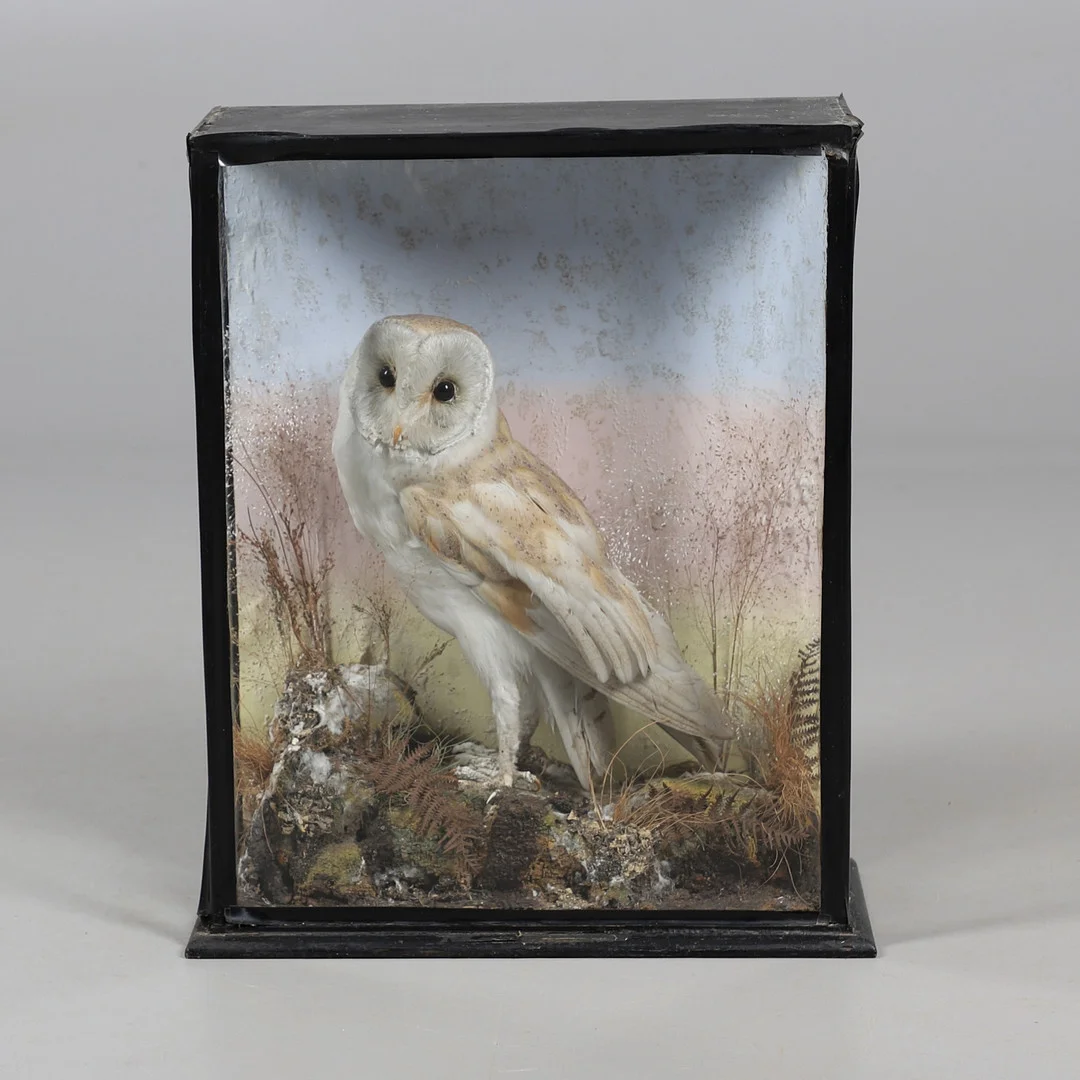 TAXIDERMY - A CASED BARN OWL. — Miscellaneous — Lawrences Auctioneers