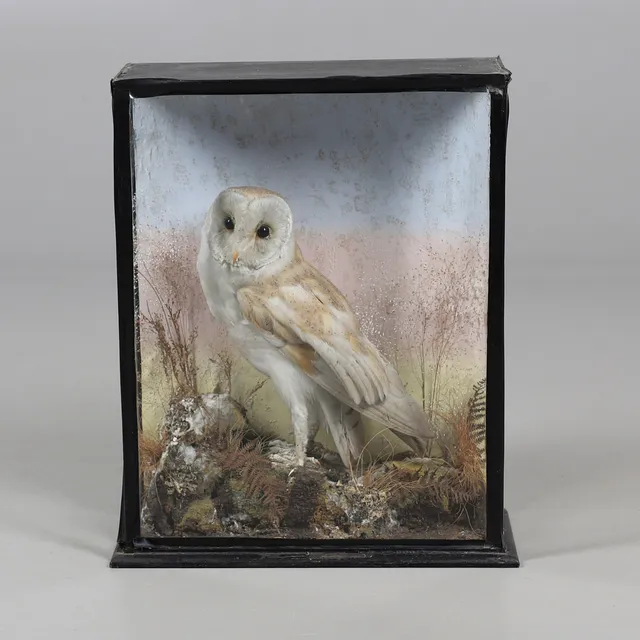 TAXIDERMY - A CASED BARN OWL.
