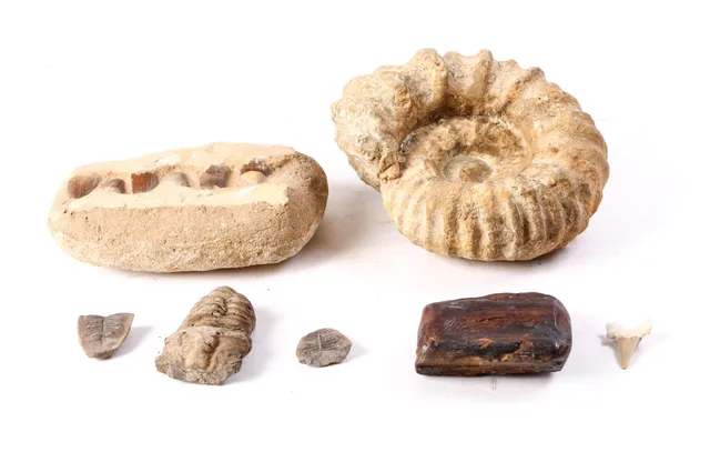 Small collection of fossils including mosasaurus jaw with teeth (7)